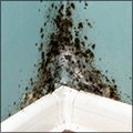 Black Mold