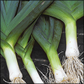 Leeks