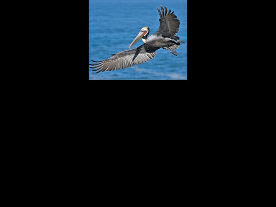 Oiled brown pelican, photo by Alan Wilson