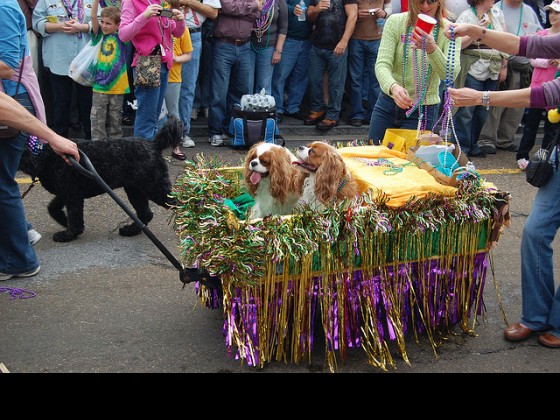 Barkus 2009