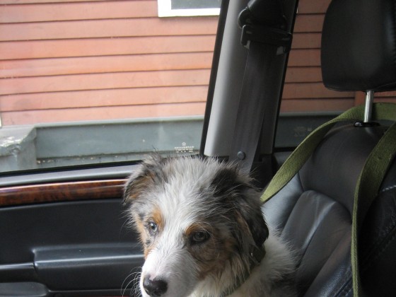 Dog sitting in passenger seat