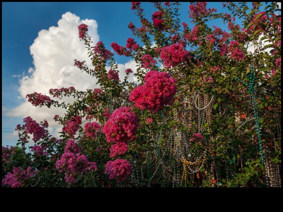 Summer 2015 [Photo by Ryan-Hodgson-Rigsbee, rhrphoto.com]