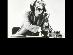 Laughing monkey answering phone