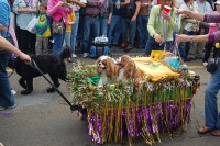 Barkus 2009