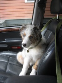 Dog sitting in passenger seat