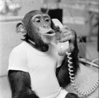 Serious monkey talking on phone