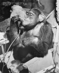 Serious monkey listening on phone dragging on a cigarette